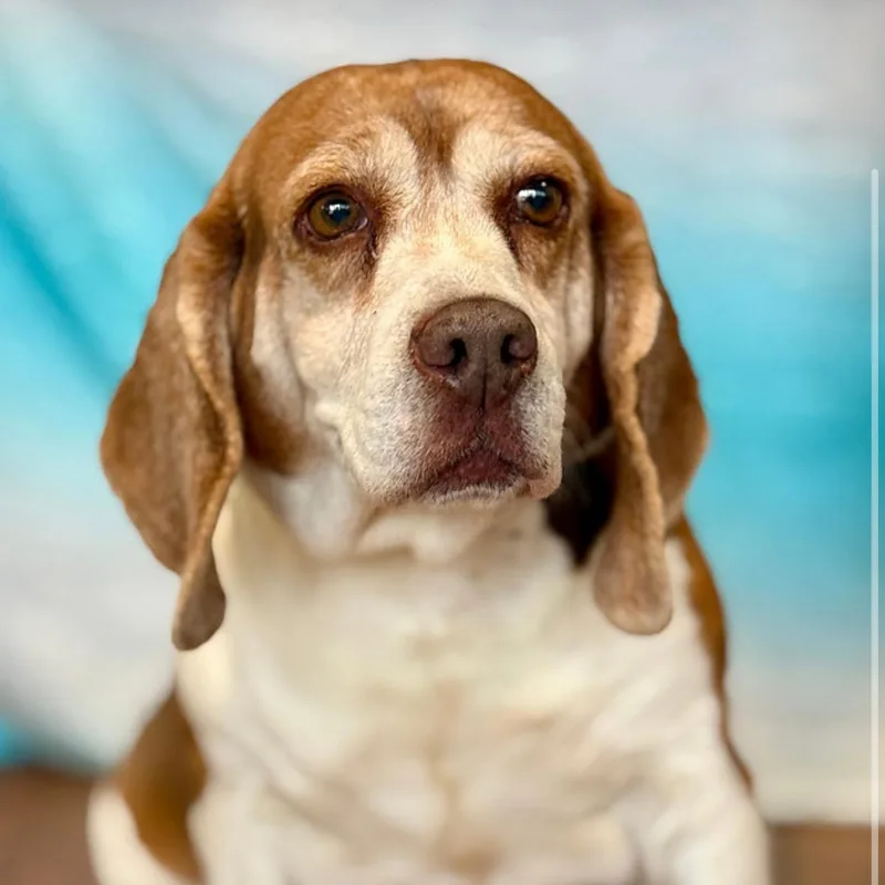 A senior medium-sized female Tricolor (Brown, Black, & White) Basset Hound dog named Athena for adoption in Boca Raton, FL