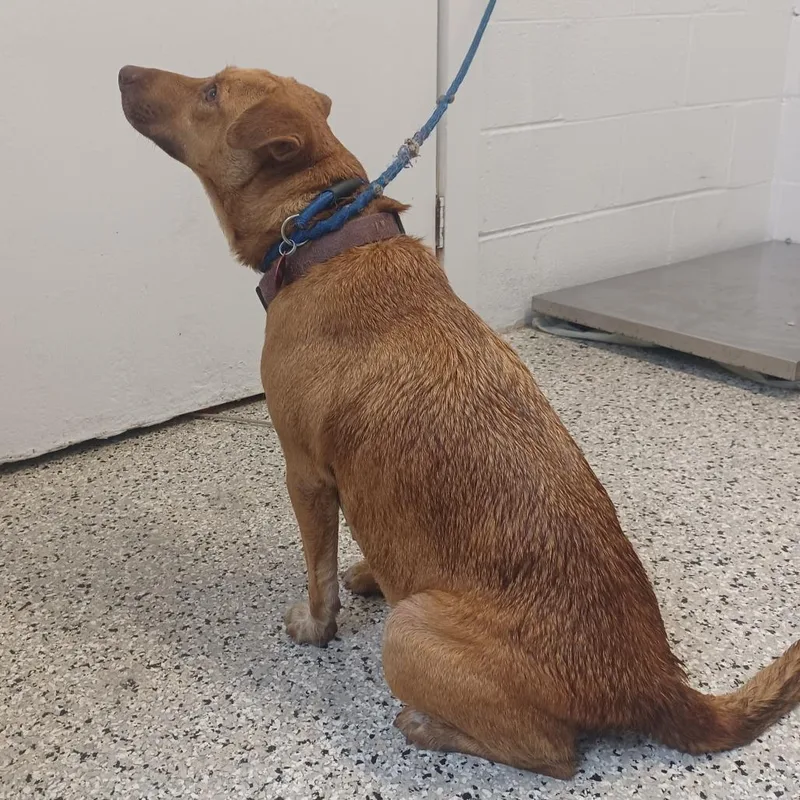 An adult medium-sized female Red / Chestnut / Orange Dachshund dog named Minnie for adoption in Hattiesburg, MS
