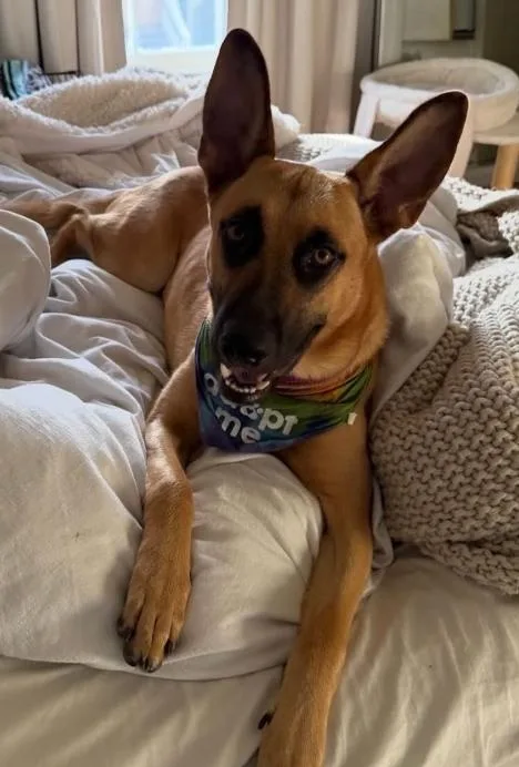 A young medium-sized female Golden German Shepherd Dog dog named Nala for adoption in TEMECULA, CA