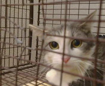 A young small-sized female Domestic Short Hair cat named Daffodil for adoption in Sacramento, CA
