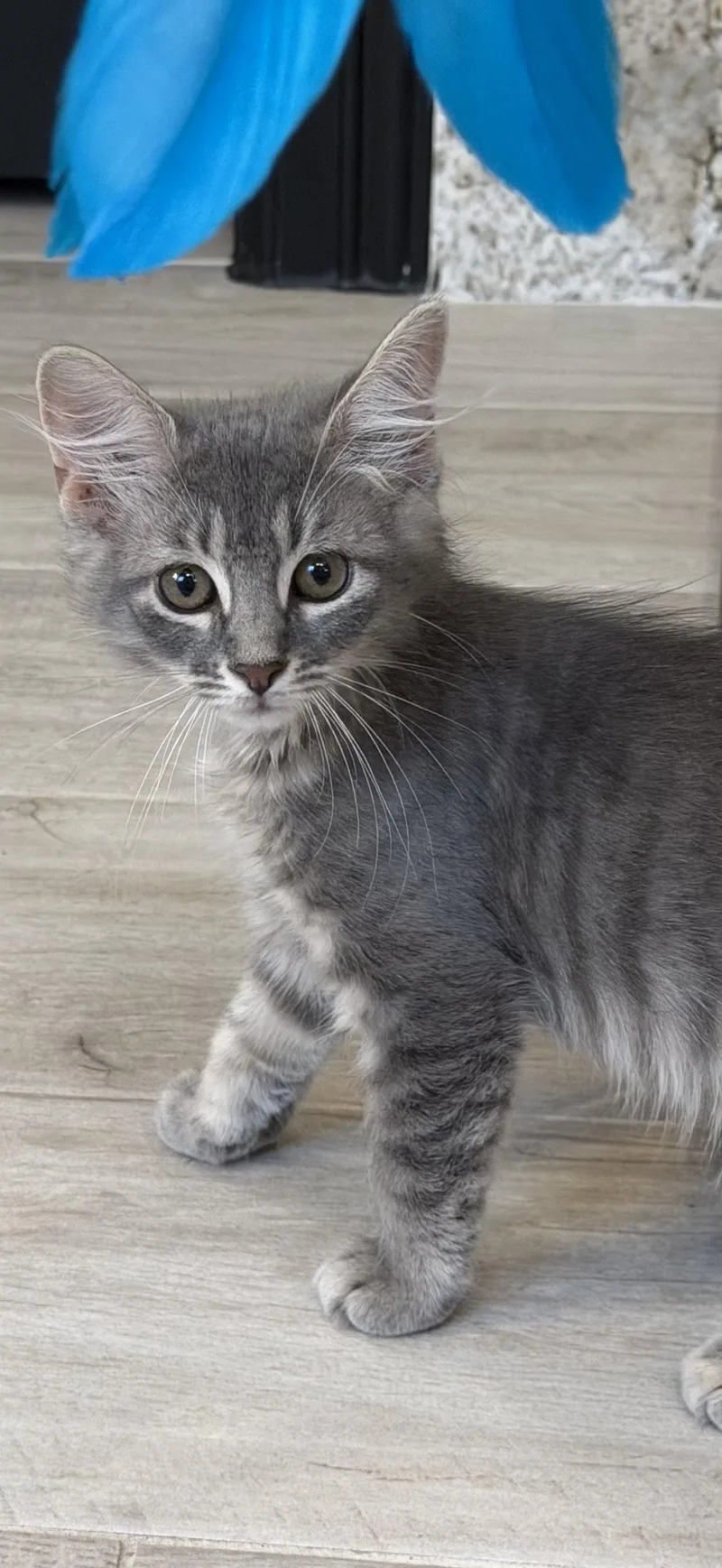 A baby medium-sized male Domestic Medium Hair cat named Curlin for adoption in Rosenberg, TX