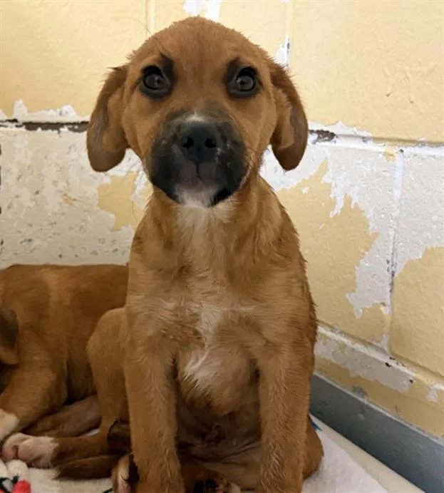 A baby small-sized female German Shepherd Dog dog named Amaya for adoption in Tulsa, OK