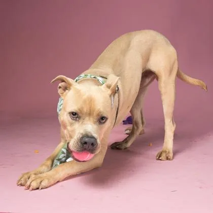 An adult large-sized male Mixed Breed dog named Duke of Hazzard for adoption in Atlanta, GA