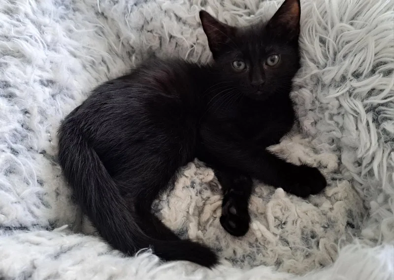 A baby medium-sized female Black Domestic Short Hair cat named Paka for adoption in Margate, FL