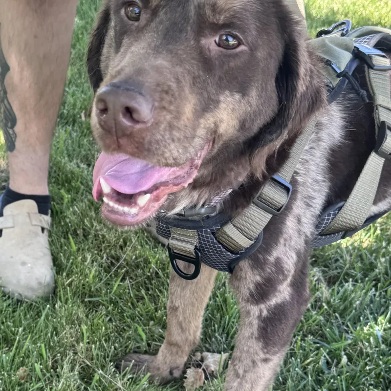 A young medium-sized female Brindle Labrador Retriever dog named Ellie for adoption in San Francisco, CA
