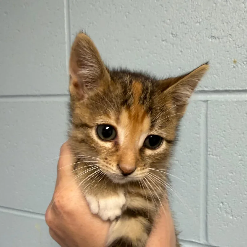 A baby small-sized female Brown / Chocolate Domestic Short Hair cat named Rosa Diaz for adoption in DeKalb, IL