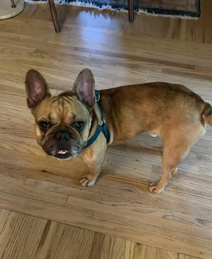 An adult medium-sized male Mixed Breed dog named Frenaman for adoption in Chamblee, GA