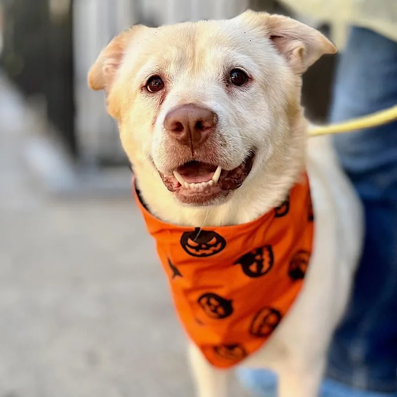 An adult medium-sized male Labrador Retriever dog named Cordi for adoption in New York, NY