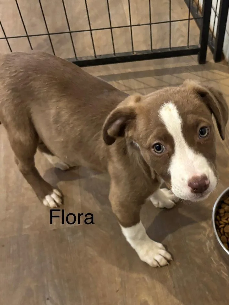 A baby medium-sized female Tricolor (Brown, Black, & White) Mixed Breed dog named Flora for adoption in Mooresville, NC