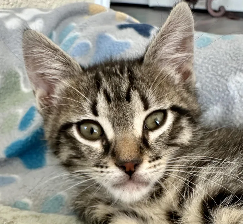 A baby medium-sized male Tabby (Gray / Blue / Silver) Domestic Short Hair cat named Artimus for adoption in Houston, TX