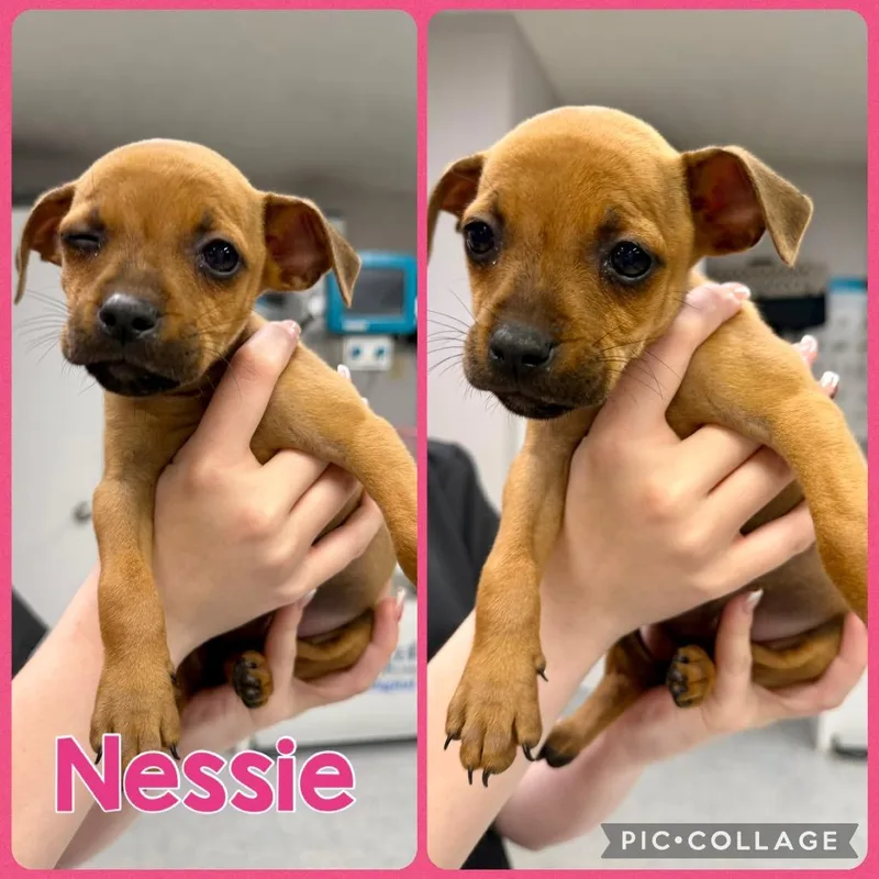 A baby small-sized female Yellow / Tan / Blond / Fawn Chihuahua dog named Nessie for adoption in Opelika, AL