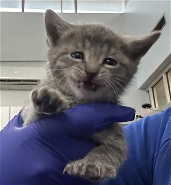 A baby medium-sized female Domestic Short Hair cat named Rain for adoption in Dallas, TX