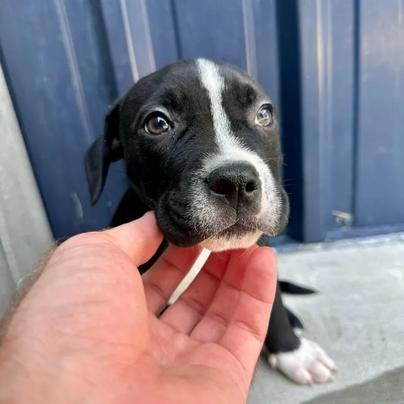 A baby small-sized male Black Mixed Breed dog named The Flash for adoption in Matteson, IL