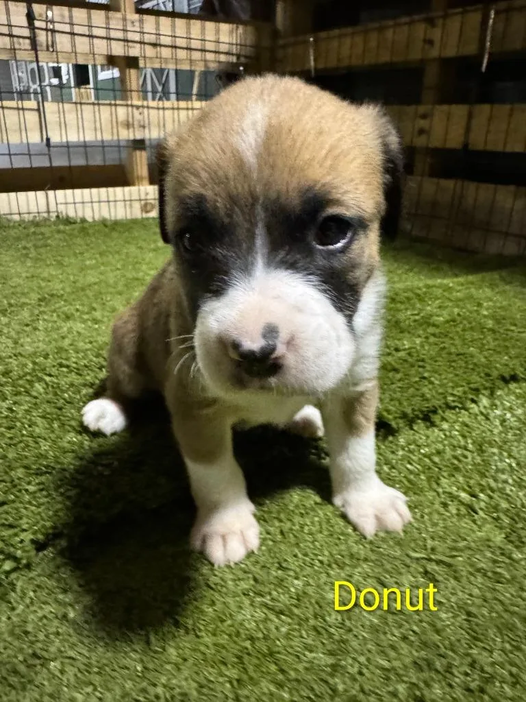 A baby medium-sized male German Shepherd Dog dog named Dounut  Donut  for adoption in Richland Hills, TX