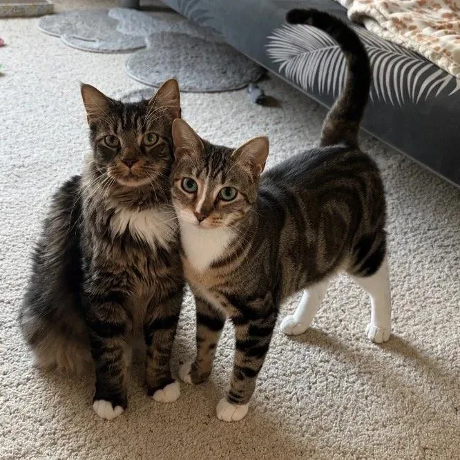 Tuffy& Simone