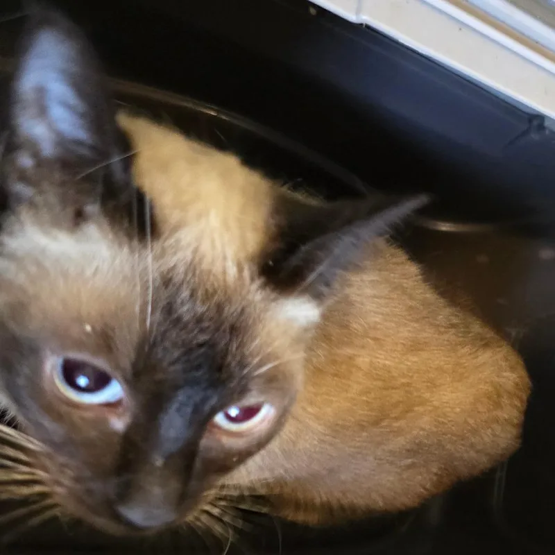 An adult medium-sized female Cream / Ivory Siamese cat named Karina for adoption in Klamath Falls, OR