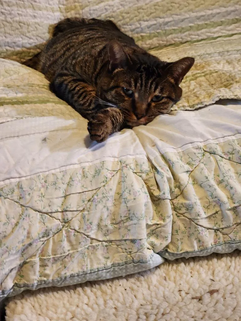 An adult medium-sized male Domestic Short Hair cat named Brock Purdy for adoption in Napa, CA