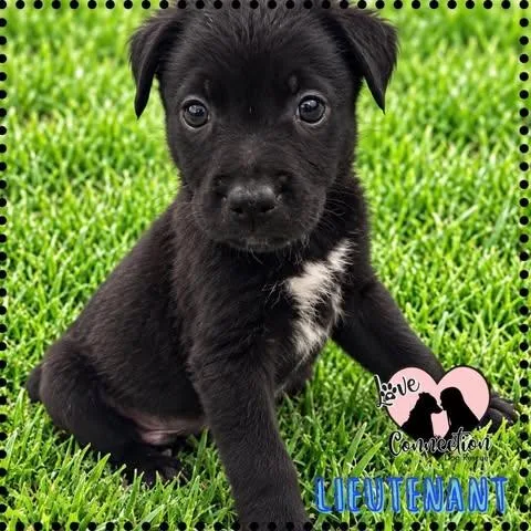 A baby medium-sized male Black Border Collie dog named Lieutenant for adoption in Gilbert, AZ