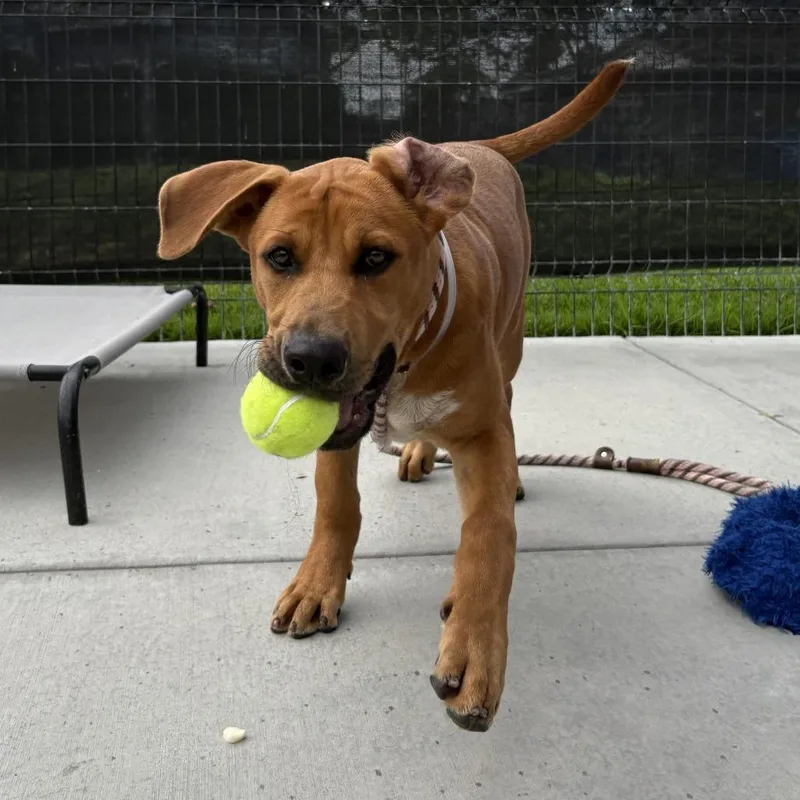 A baby medium-sized male Yellow / Tan / Blond / Fawn Pit Bull Terrier dog named Howler for adoption in Long Beach, CA