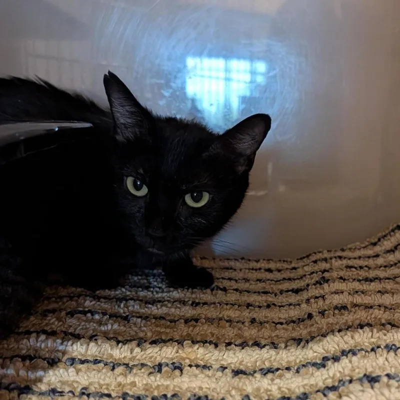 An adult medium-sized female Black Domestic Short Hair cat named Willow for adoption in Washington Township, OH