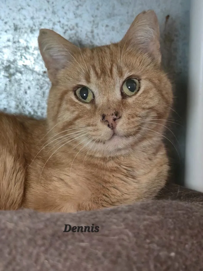Dennis
