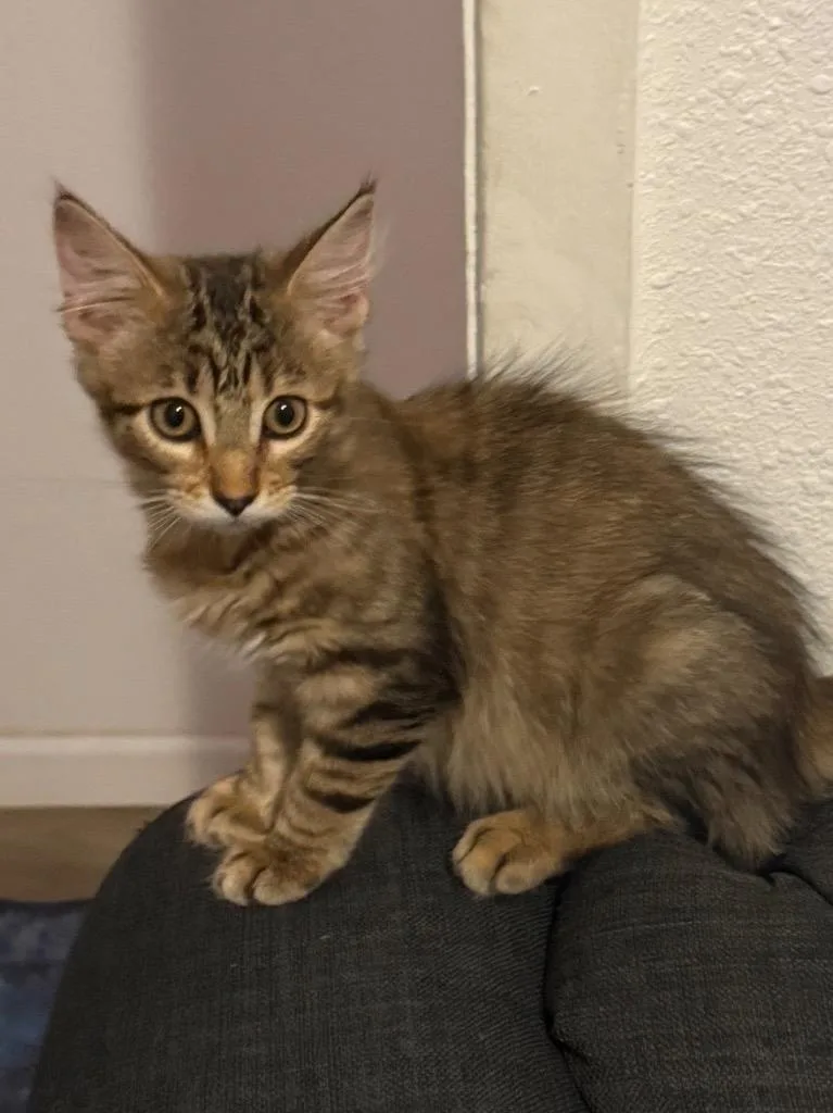 A baby medium-sized female Tabby cat named Blossom for adoption in San Antonio, TX