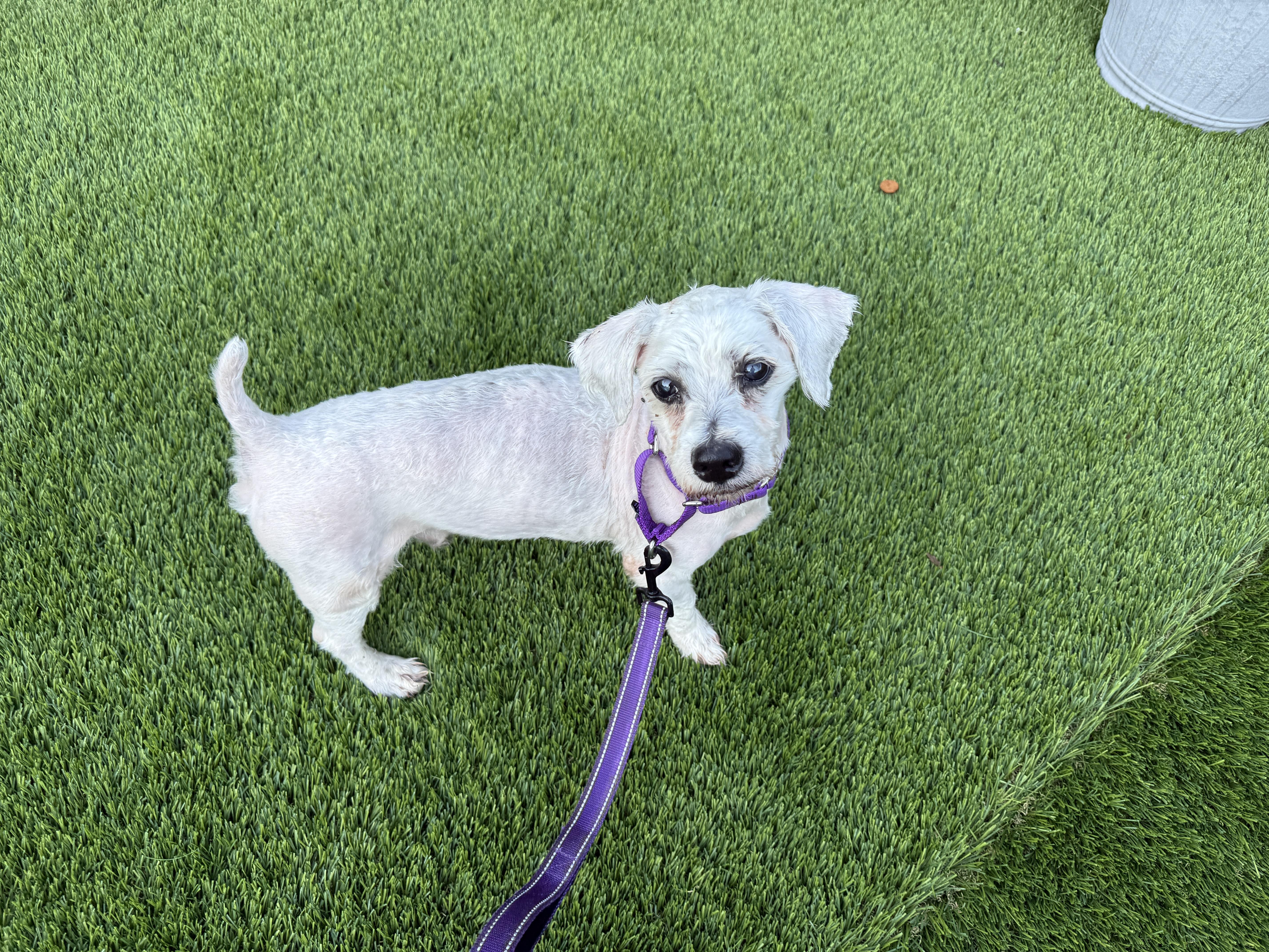 A senior small-sized male White / Cream Mixed Breed dog named Dobby for adoption in Evanston, IL