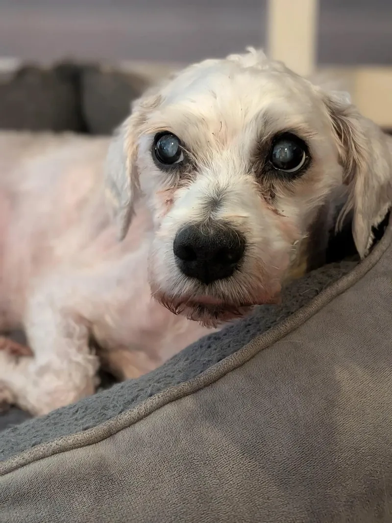 Dobby thumbnail 3