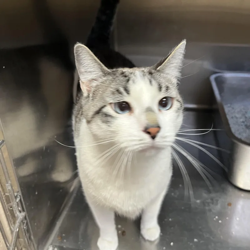 A young large-sized male Domestic Short Hair cat named Leo for adoption in Washington, UT