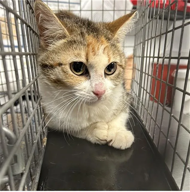 A young medium-sized female Domestic Short Hair cat named Carmela for adoption in Lincolnton, NC