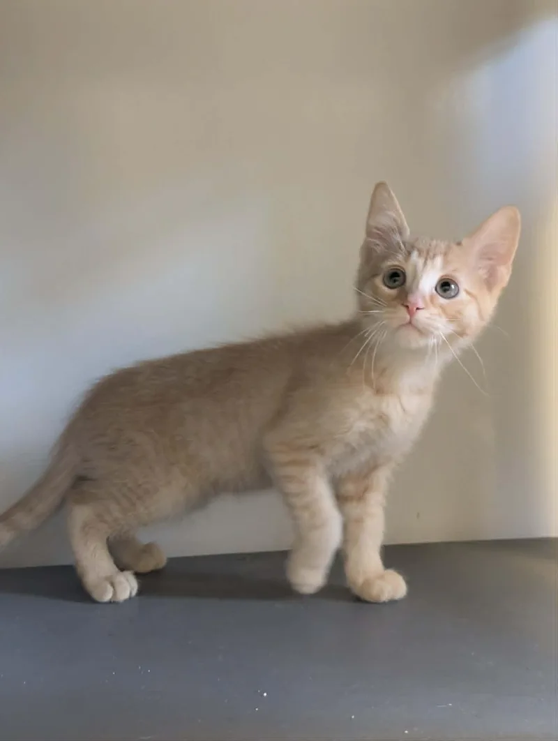 A young small-sized male Orange / Red Domestic Short Hair cat named Slugger for adoption in Waupun, WI