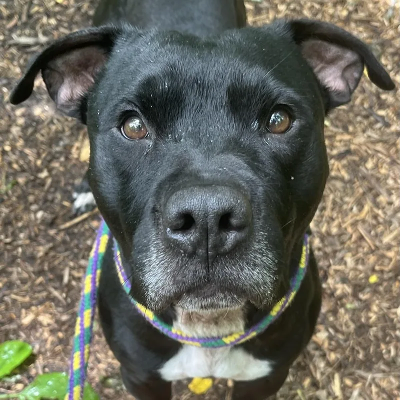 An adult large-sized male Black Terrier dog named Bruce for adoption in Chattanooga, TN