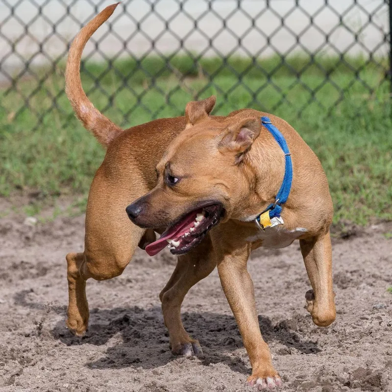 A senior medium-sized male Yellow / Tan / Blond / Fawn Mixed Breed dog named Copper for adoption in Jacksonville, FL