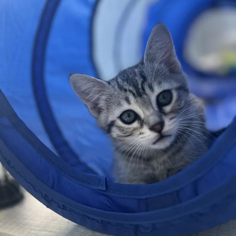 A baby small-sized female Dilute Calico Domestic Short Hair cat named Juno for adoption in New Bern, NC