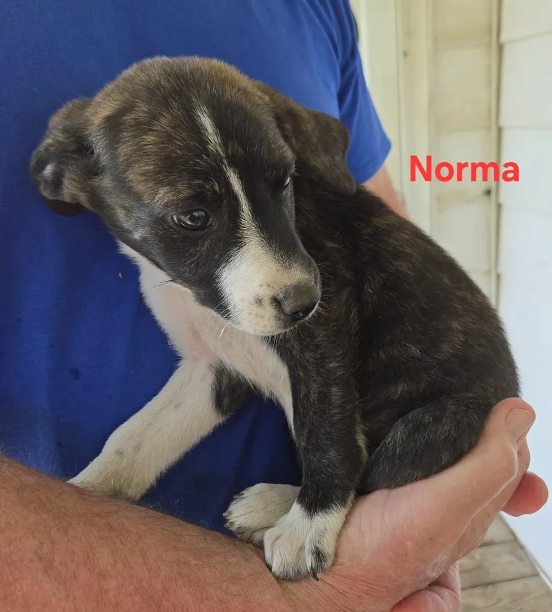 A baby medium-sized female Brindle Australian Shepherd dog named Norma for adoption in Irving, TX