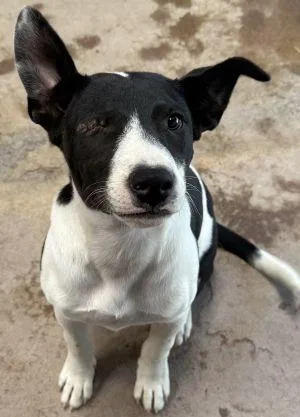 A baby medium-sized male Terrier dog named Domino for adoption in Savannah, MO