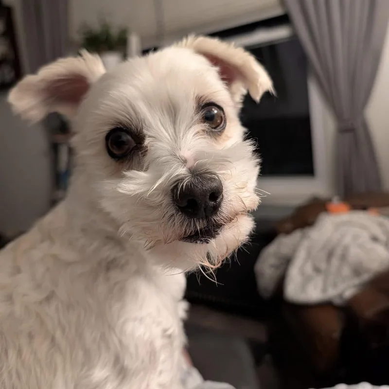 Toby