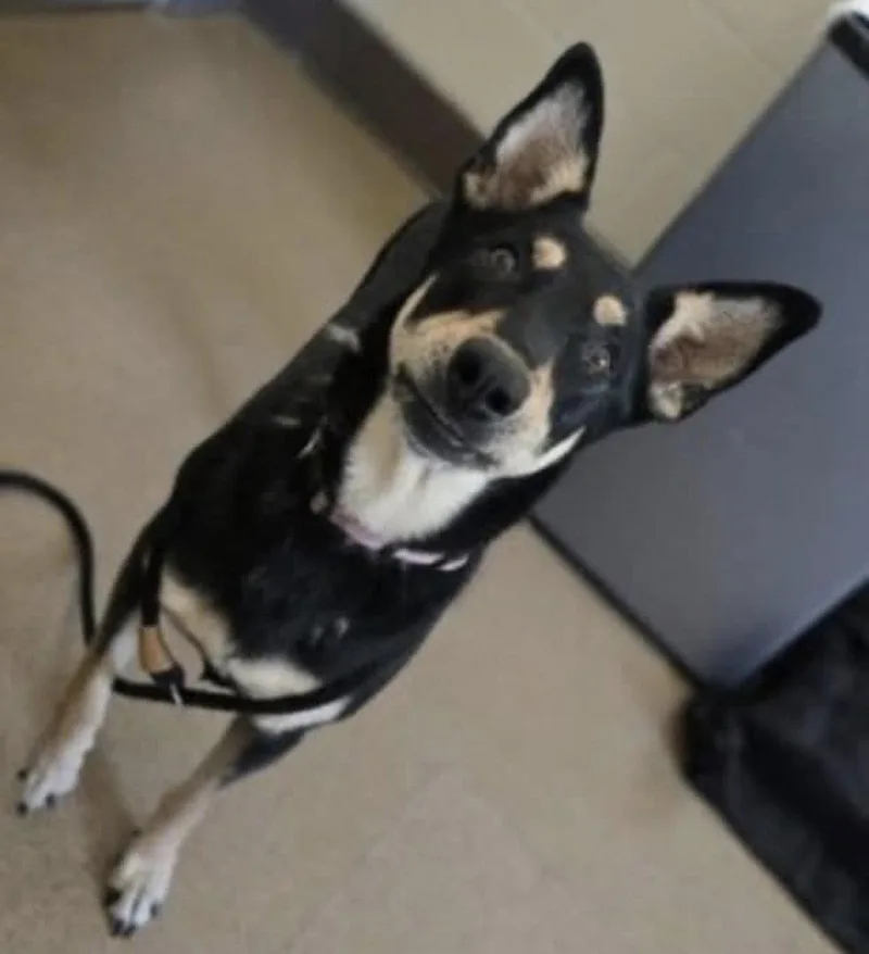 An adult medium-sized female Shepherd dog named Penny for adoption in Roseville, CA
