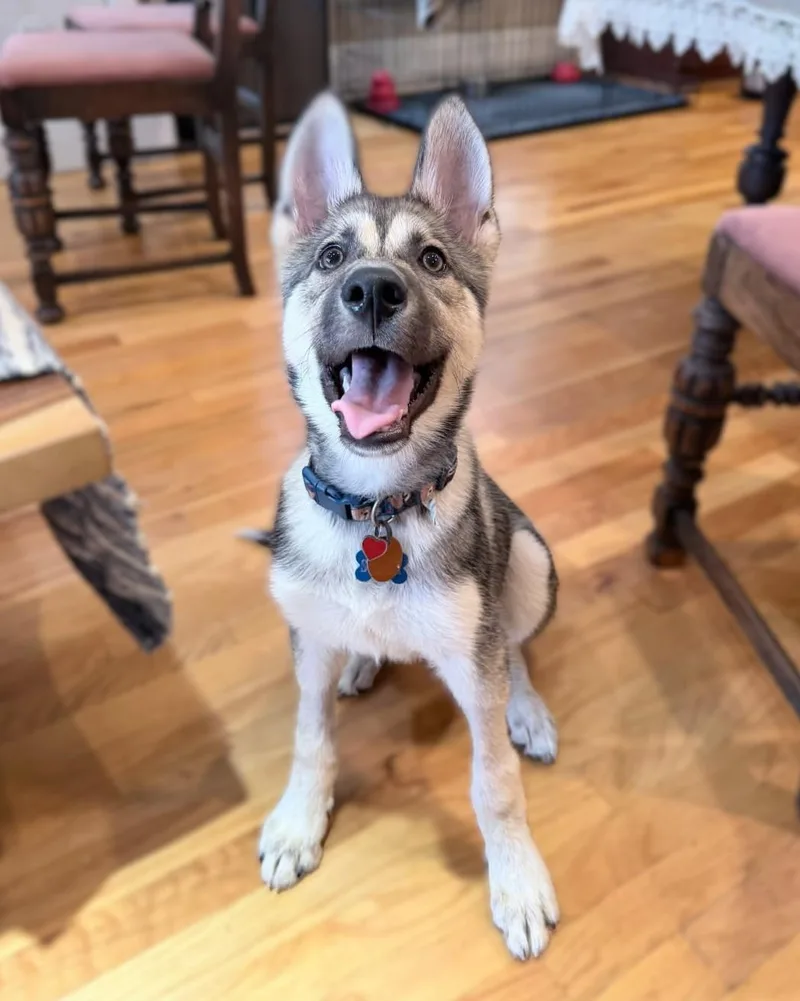 A young medium-sized male Bicolor German Shepherd Dog dog named Storm for adoption in Houston, TX