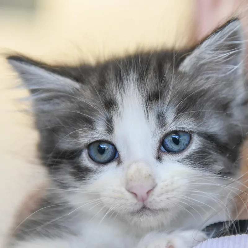A baby small-sized male Black Domestic Short Hair cat named Marty for adoption in Redwood City, CA