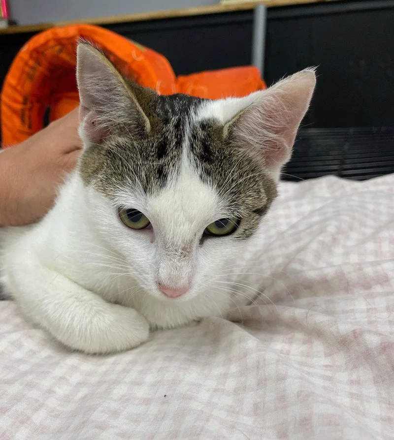 A baby medium-sized female Tabby cat named Whimsy for adoption in Island Lake, IL