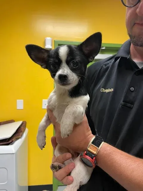 A young small-sized female Chihuahua dog named Katara for adoption in Bishopville, SC