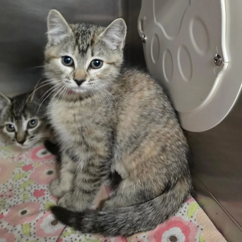 A baby small-sized female Torbie Domestic Short Hair cat named Fairie for adoption in Spokane, WA