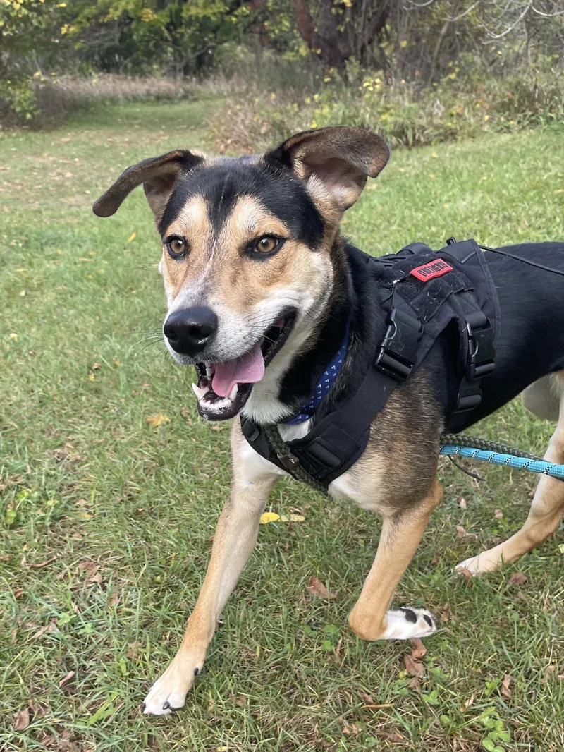 A young large-sized male Hound dog named Tontu for adoption in Allegan, MI