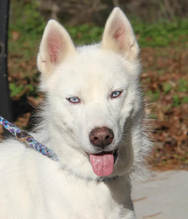 A young medium-sized female White / Cream Husky dog named Edith for adoption in Marietta, OH