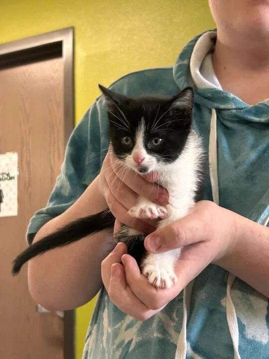 A baby medium-sized female Domestic Short Hair cat named Clawdia for adoption in Minot, ND