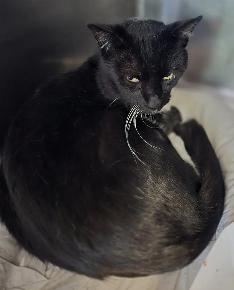 An adult medium-sized male Domestic Short Hair cat named Mickey Jagger for adoption in Windsor, CT