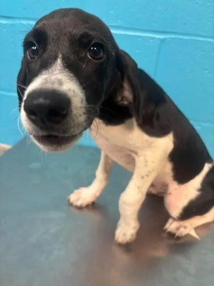 A baby medium-sized male Coonhound dog named Toe for adoption in Paducah, KY