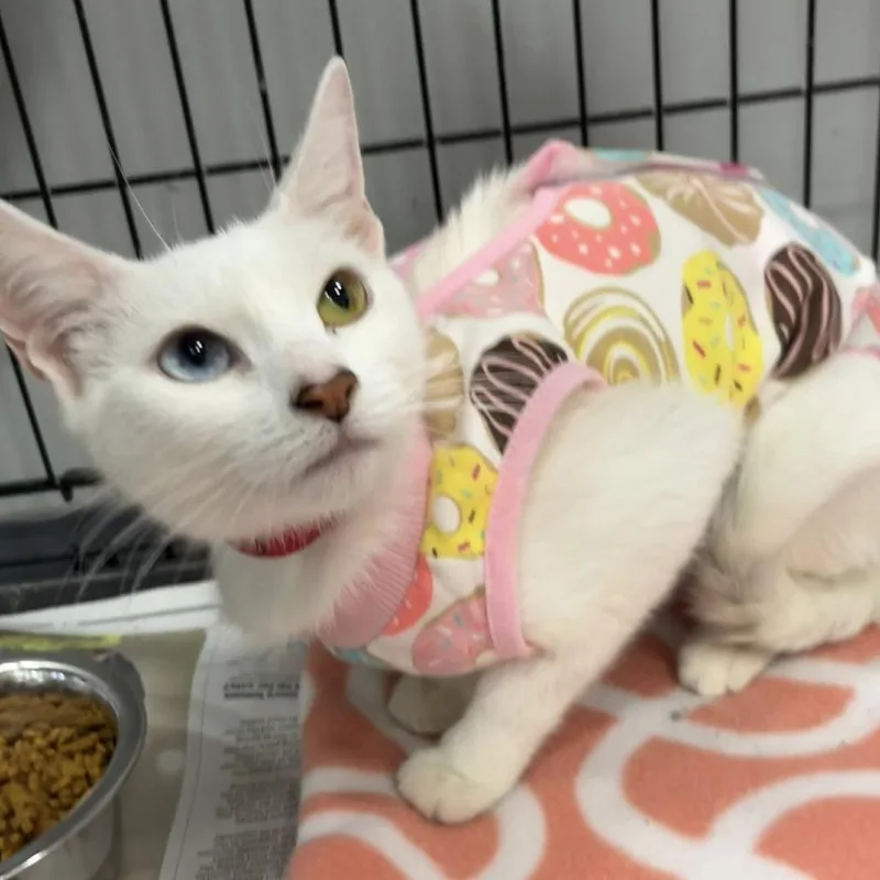An adult medium-sized female White Domestic Short Hair cat named Pretty for adoption in Hamburg, NY