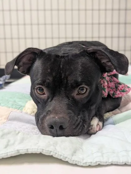 A young medium-sized female Black Puggle dog named Highlander for adoption in Inverness, FL